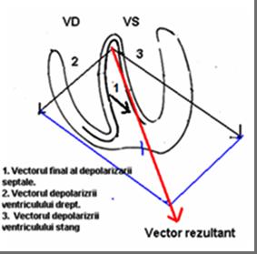 Direcţia propagării excitaţiei în cord. Depolarizarea şi repolarizarea cordului Depolarizarea atrială este declanşată de stimulii fiziologici porniţi din nodulul sinusal.