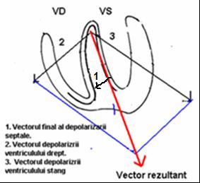 Direcţia propagării excitaţiei în cord. Depolarizarea şi repolarizarea cordului Depolarizarea atrială este declanşată de stimulii fiziologici porniţi din nodulul sinusal.