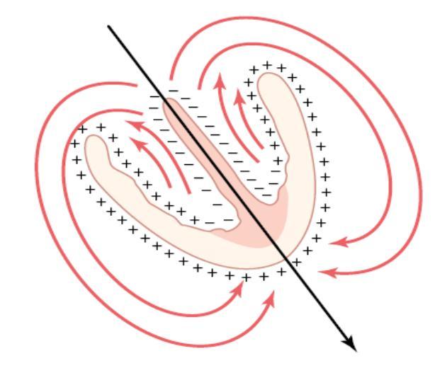 Înregistrarea vectorilor instantanei de depolarizare şi repolarizare în spaţiu reprezintă o vectocardiogramă.
