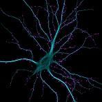 Εικόνες Νευρώνων