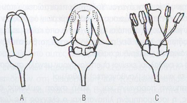 διαφοροποιούνται σταδιακά με τη σειρά που αναφέρονται Τα άνθη έχουν μήκος 3-4 mm Τα κανονικά άνθη