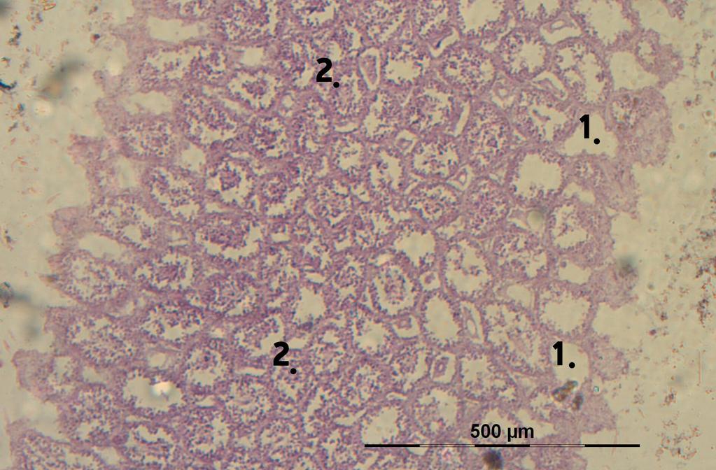 Εικόνα 5.1 Eγκάρσια τομή στο τοίχωμα του ασβεστόσπογγου του γένους Grantia που δείχνει 1: το σύστημα των αγωγών και 2: το μεσέγχυμα.