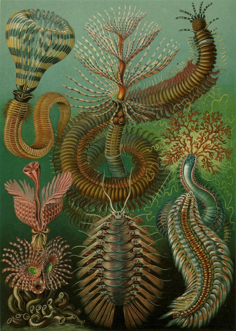 ANNELIDA