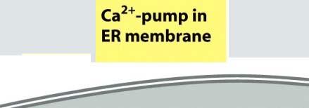 Το ελεύθερο ιόν Ca 2+ είναι πολύ