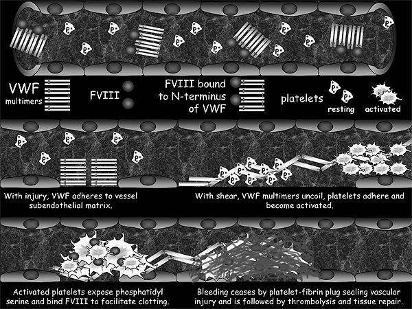 Σχήμα 2: Η αιμοστατική διαδικασία, από τον αγγειακό τραυματισμό στην απελευθέρωση των πολυμερών του von willebrand, την προσκόλληση των αιμοπεταλίων στο αγγειακό τοίχωμα και την ενεργοποίησή τους και