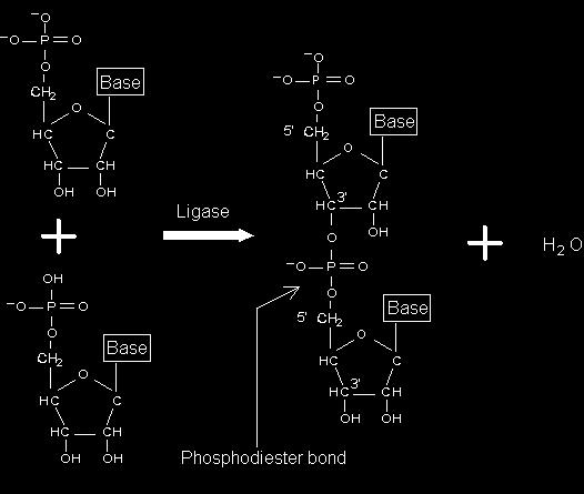 RNK Sladkor riboza Organske baze: adenin, guanin, uracil, citozin Fosfatna skupina Vezava nukleotidov Nukleotidi se povežejo v nukleinske kisline tako, da se poveže fosfatna skupina enega nukleotida