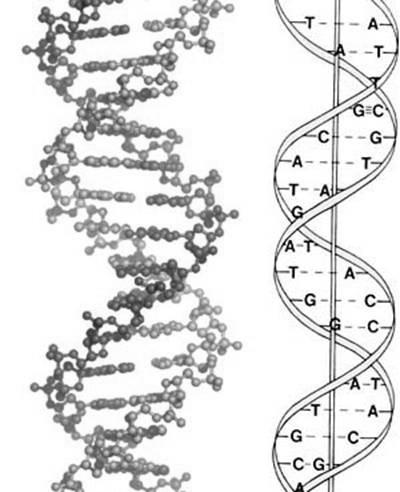 Semikonzervativno podvojevanje DNK Verigi se razpreta Novi nukleotidi se vežejo na obstoječe v obeh verigah RNK RNK nukleotidi Polinukleotidna veriga Samo primarna struktura Različne vloge molekul