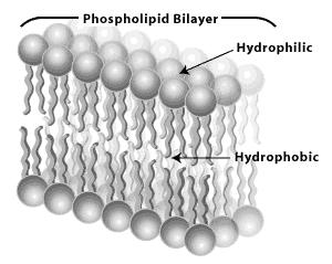 FOSFOLIPIDI Ester glicerola in dveh molekul maščobnih kislin (ena je nasičena, druga nenasičena) Na tretji ogljikov atom je vezana fosfatna skupina Molekula ima dva dela: GLAVA (fosfatna skupina) je