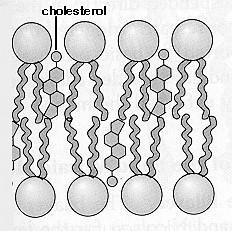 holesterol