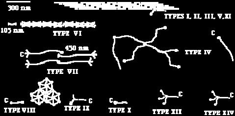 TIPOVI KOLAGENA TIP III TIP IV TIP VII VLAKNO MREŽA VLAKNO