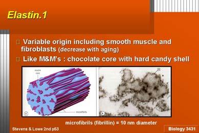 CRNO RAZLAŽE E IH ELASTAZA ELASTIČNA VLAKNA SE SASTOJE OD: ELASTIN MIKROFIBRILIN 1 i 2 ELASTIN