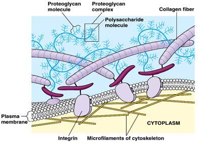 .. STRUKTURNI PROTEINI: TROPOKOLAGEN I TROPOELASTIN AFM SNIMAK PROTEOGLIKANA I GAG FIBRONEKTIN OSNOVNA