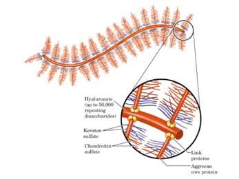 MONOMERI (PROTEOGLIKAN