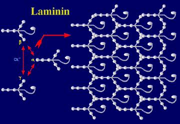 adheziv ivni substrat za ćelije Laminini su heterotrimeri sastavljeni od tri različite subjedinice (α,β,γ )