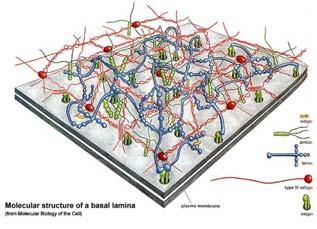LAMININ U BAZALNOJ LAMINI PROTEOGLIKANI BAZALNE MEMRANE NIDOGEN PERLEKAN VLAKNA VEZIVNOG TKIVA KOLAGENA RETIKULARNA