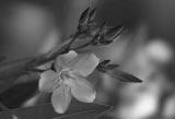 Fotografierea subiectelor de mici dimensiuni Acest mod este potrivit pentru A înregistra subiecte aflate la micã distanþã cum ar fi flori, insecte, vase sau alte obiecte de mici dimensiuni, obþinând