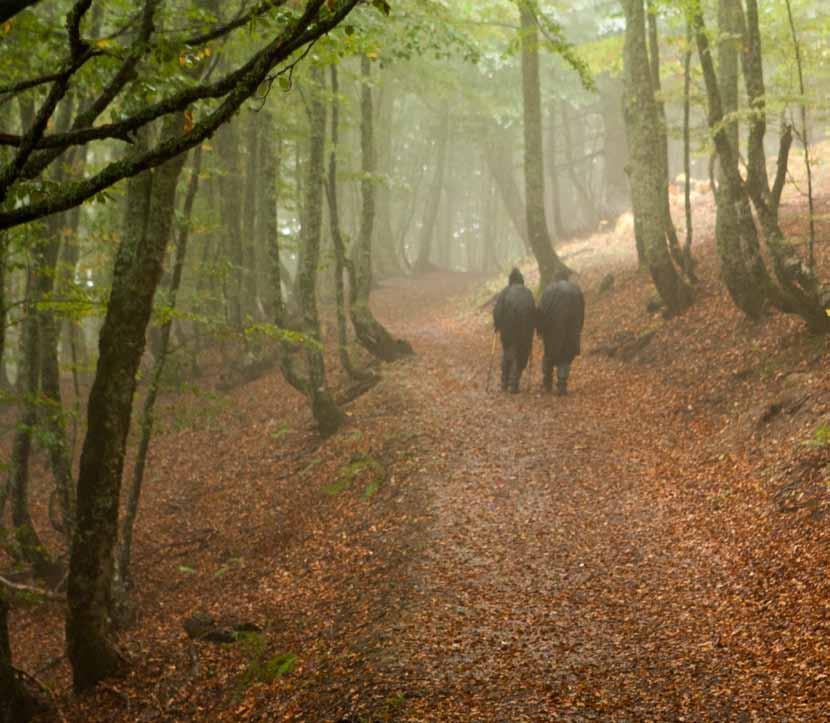Outono no parque natural de Redes Texto: Carmen Pérez Orge - Fotos: Javier Diéguez Situado no sector centro oriental da Cordilleira Cantábrica, en Asturias, Redes foi declarado Parque Natural no ano