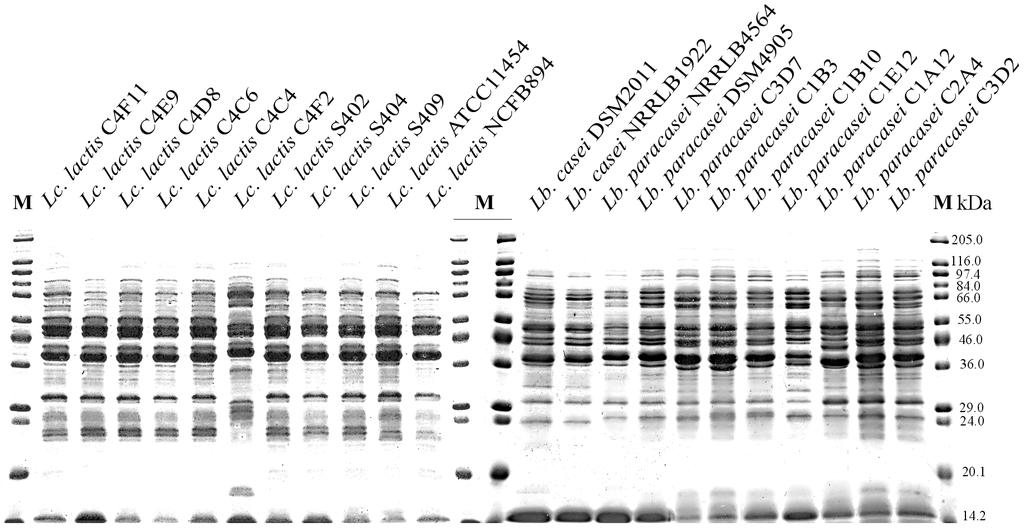 Rezultati analize skupnih proteinov