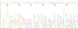vzorec Molekularne metode ekstrakt DNA PCR PCR in kloniranje restrikcija mikroskopija pregled klonov profil