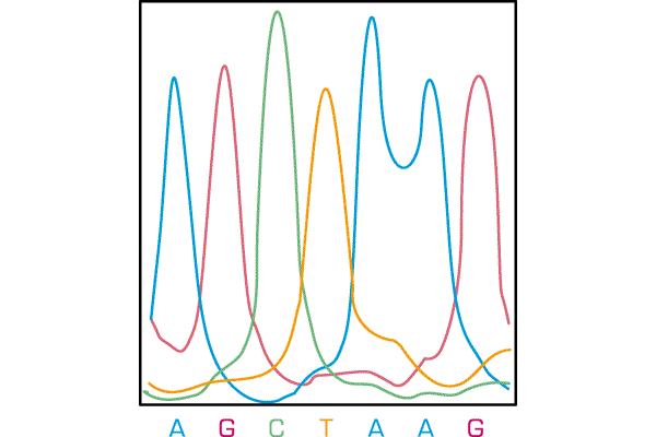 Molekularna identifikacija: sekvenciranje DNA 3 C G A C T C G A T T C 5 DNA, ki jo sekvenciramo -AG -AGCTAAG radioaktivno označen začetnik