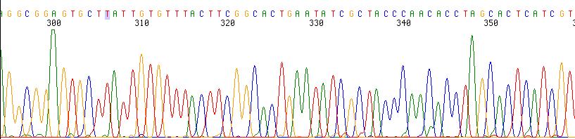 Konstrukcija klonske knjižnice iz rdna ekstrakcija DNA pomnožitev DNA s PCR kloniranje pomnoženih genov v E. coli gojitev E.