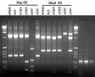 ARDRA-PCR 16S rdna (amplified ribosomal