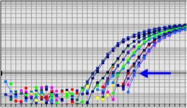 Kvantitativni real-time PCR polimerizacija R Q 3 5 5 3 ločevanje fluorescenčne probe 3 R Q 5 5 3 cepitev fluorescenčne probe 3 5 R Q 5 3 S