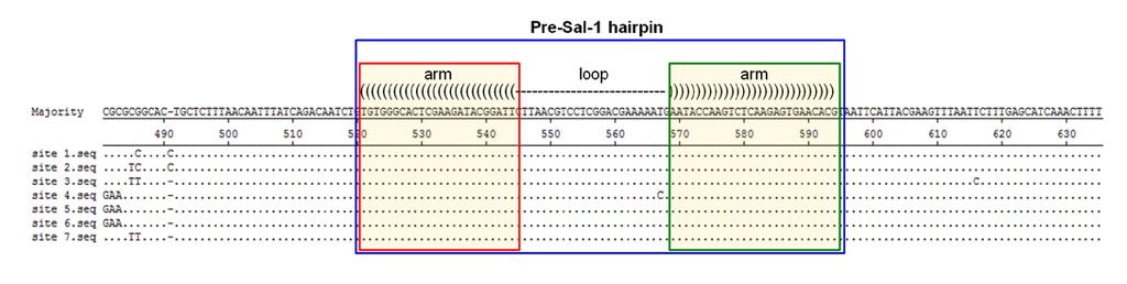 Figure S2.Sequence analysis and alignment of Sal-1 among the seven Salmonella non-coding regions (referring to S.