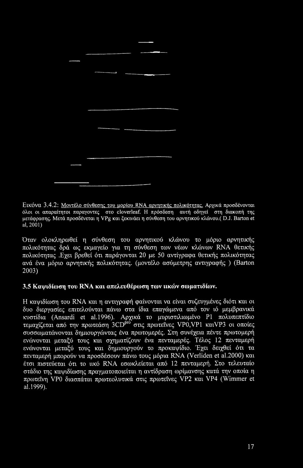 Barton et al, 2001) Όταν ολοκληρωθεί η σύνθεση του αρνητικού κλώνου το μόριο αρνητικής πολικότητας δρά ως εκμαγείο για τη σύνθεση των νέων κλώνων RNA θετικής πολικότητας.