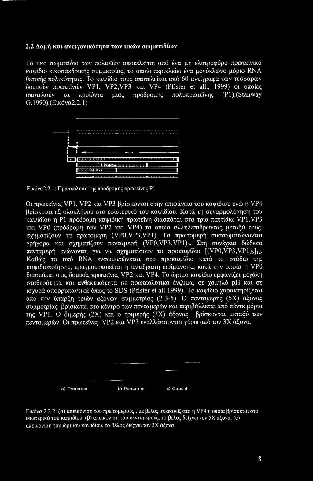 , 1999) οι οποίες αποτελούν τα προϊόντα μιας πρόδρομης πολυπρωτεΐνης (PI).(Stanway G. 1990).(Εικόνα2.
