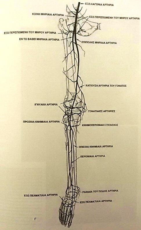 Ανατομία Επιπολής μηριαία αρτηρία:στον πόρο των προσαγωγών Ιγνυακή αρτηρία: πορεύεται πίσω από το γόνατο και καταλήγει στα περισσότερα άτομα διχαζόμενη στην