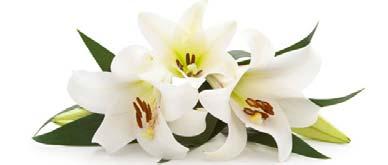 The Scholarship Committee members are: Costas Karageorgis, Nick Racheotes, Joy Vlahos and Patryce Georgopoulos. Buses will depart from the Church at 12 (noon).