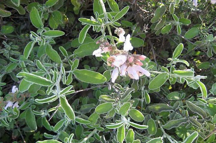 Salvia officinalis (φασκομηλο το Δραστικές ουσίες: a-pinene, myrcene, limonene, 1,8-