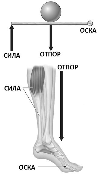1. Биомеханика 15 Сл. 1.7: Движење нагоре на телото каj човекот со помош на стапалото како пример за лост од II ред.