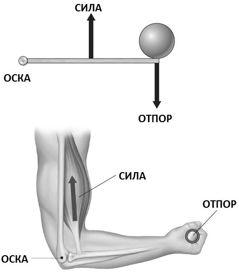 1. Биомеханика 16 Сл. 1.8: Движење на предмет во раката каj човекот како пример за лост од III ред.