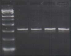 Cap. 3-2 Tehnologia Nr. λ-adn / EcoRI, λ-adn / BstEII fragmente HindIII Sigma marker 1 8.454 bp 12.226 bp 2.000 bp 2 7.242 5.148 1.500 3 6.369 4.973 1.000 4 5.686 4.268 750 5 4.822 3.530 500 6 4.