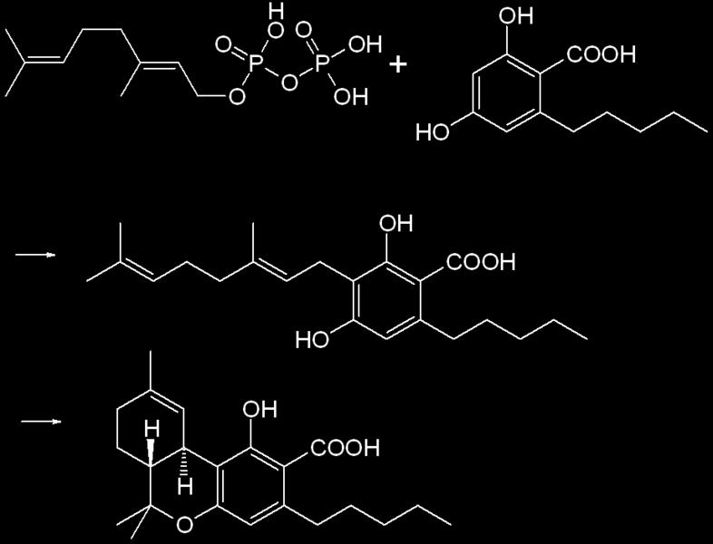 cannabitriol Cannabivarin τετραϋδροκανναβινολικό οξύ - πολικό μόριο- δεν έχει