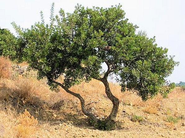 Pistachia lentiscus var.
