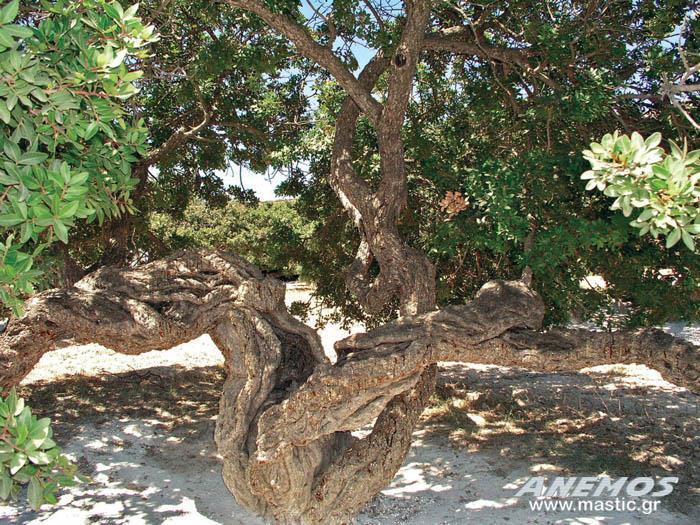 Ασπρόχωμα (ανθρακικό ασβέστιο) - είναι αδρανές υλικό δεν