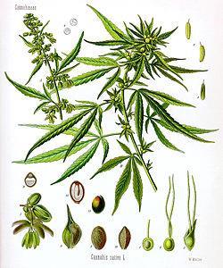 Cannabis sativa L. Cannabaceae κάνναβη Προέλευση: Κ. και Ν.