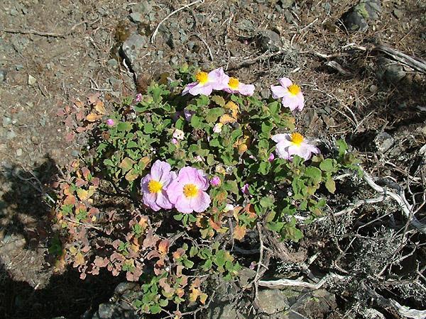 Cistus creticus Cistaceae Λαδανιά, Αγκίσαρος