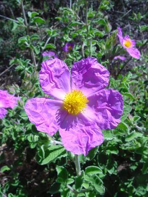 Cistus