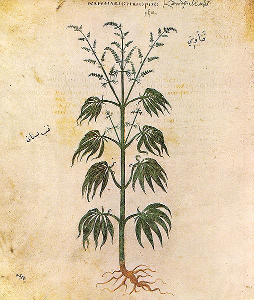 Cannabis sativa var. ιndica = Cannabis indica Cannabaceae κάνναβη Το φυτό χρησιμοποιήθηκε από τον άνθρωπο από το 8.000 π.