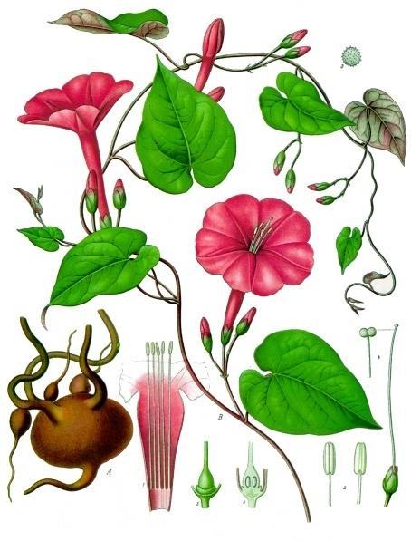 Ipomoea