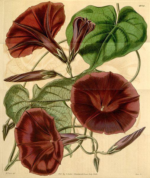 Ipomoea