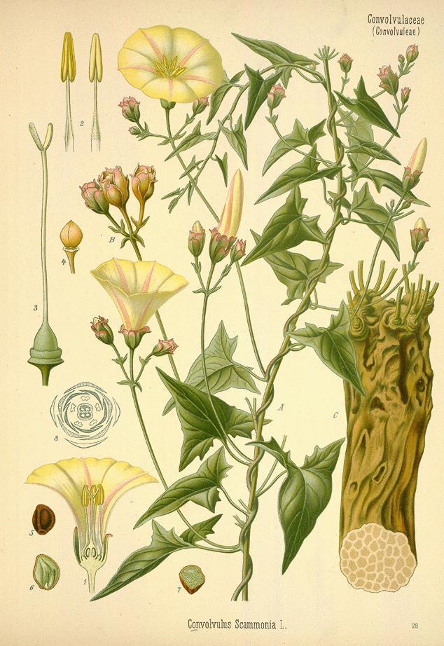Convolvulus