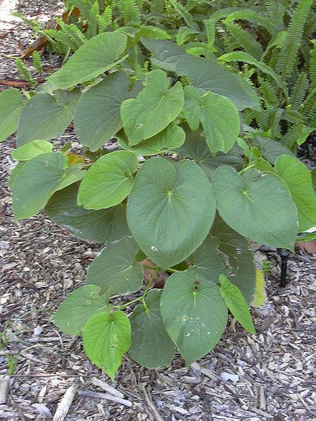 Piper methysticum Piperaceae κava- κava ή κawa Παραδοσιακό ρόφημα και μασητική δρόγη χρήση