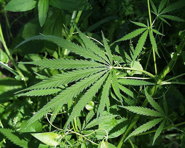 (διαφέρουν ως προς τα % των δευτερογενών μεταβολιτών) Cannabis