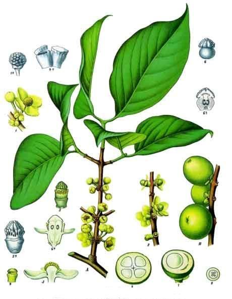Guttiferaceae