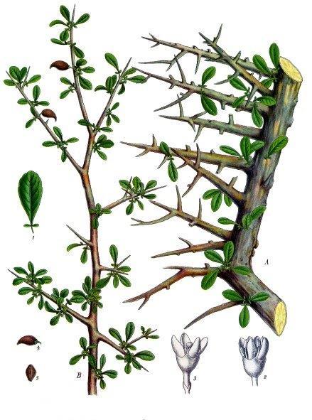 Commiphora myrrha Burseraceae (Μύρρα) Χρήσεις Αντισηπτικό